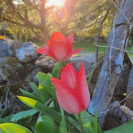 Dom wakacyjny Casa Do Monte Mondim